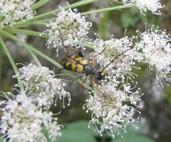 maschio di Ruptela maculata?